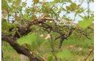 Concord Grapes in Van Buren County, Michigan farmland - LAND AUCTION - 194+/- ACRES OFFERED IN 5 TRACTS IN VAN BUREN COUNTY, MICHIGAN